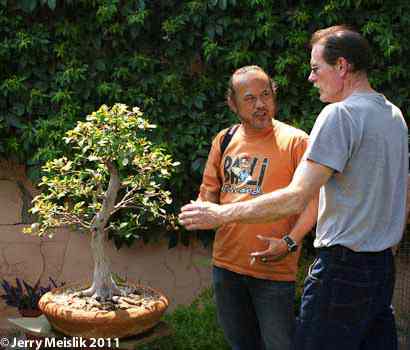 Ficus natalensis